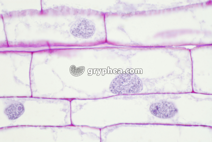 Racine de Blé - Cellules en élongation - zone 4 x200 - gryphea.com